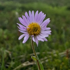 Erigeron peregrinus