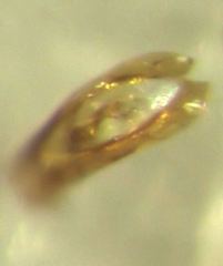 Ptenidium pusillum
