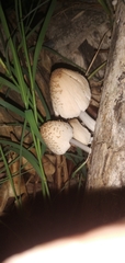 Coprinellus