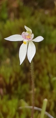 Caladenia alata