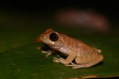 Dendropsophus koechlini