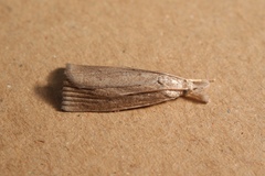 Calamotropha paludella