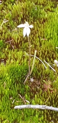 Caladenia alata