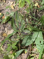 Epipactis helleborine