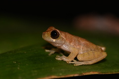 Dendropsophus koechlini
