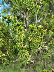 Melaleuca ericifolia
