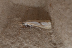 Catoptria pinella