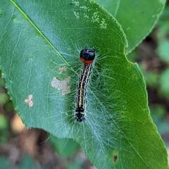 Acronicta radcliffei