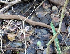 Tropidophis melanurus