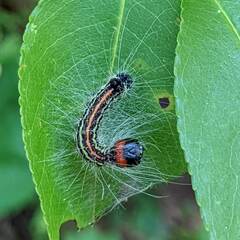 Acronicta radcliffei