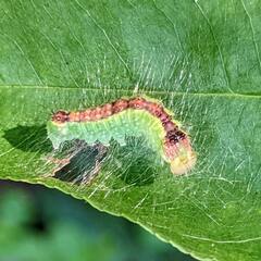 Acronicta radcliffei