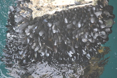 Mytilidae