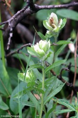 Castilleja septentrionalis