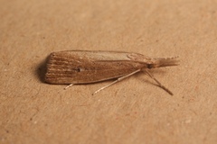 Chilo phragmitella