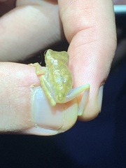 Dendropsophus koechlini