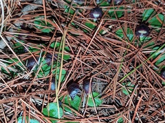 Corybas diemenicus
