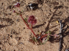 Trachymene cyanopetala