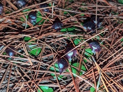 Corybas diemenicus