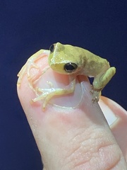 Dendropsophus koechlini