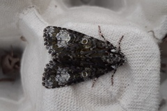 Craniophora ligustri