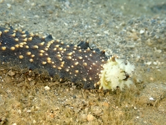 Image of Holothuria coluber