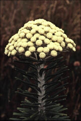 Ozothamnus reticulatus