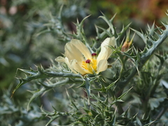 Argemone ochroleuca