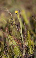 Iridaceae