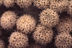 Ozothamnus reticulatus