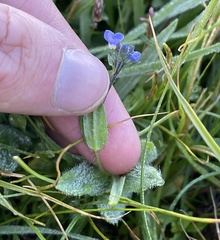Veronica wormskjoldii