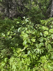 Viburnum edule