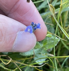 Veronica wormskjoldii