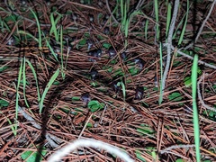 Corybas diemenicus
