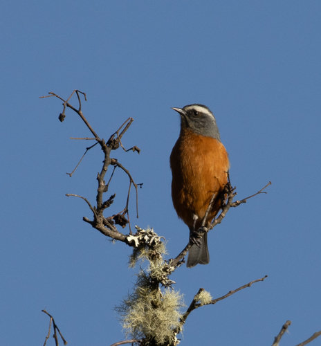 White-browed Conebill