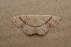 Cyclophora punctaria