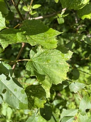 Viburnum edule