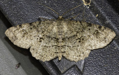 Melanolophia canadaria