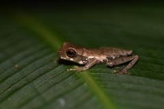 Dendropsophus koechlini