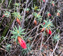 Stenanthera conostephioides