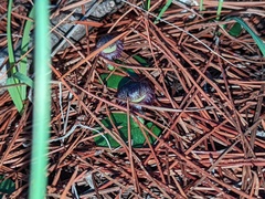 Corybas diemenicus