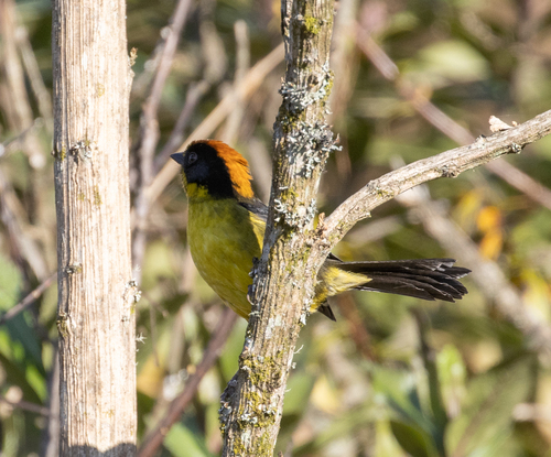 Bolivian Brushfinch (Atlapetes rufinucha), photo 9