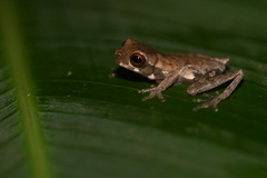 Dendropsophus koechlini
