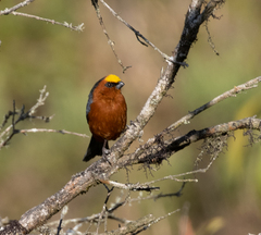 Catamblyrhynchus diadema