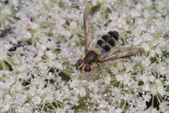 Leucozona glaucia