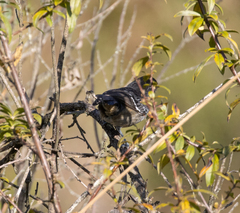 Thamnophilus caerulescens