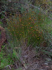 Daviesia triflora