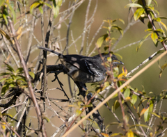 Thamnophilus caerulescens