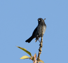 Diglossa carbonaria
