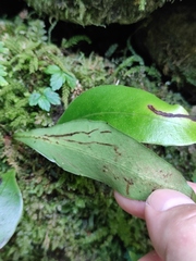 Polypodiaceae