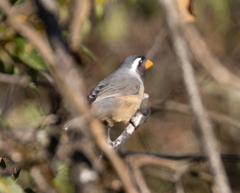 Saltator aurantiirostris